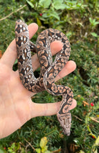 Load image into Gallery viewer, Baby Dumeril’s Boa (Female 1)