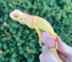 Baby ‘High-Red’ Albino Iguana (2)