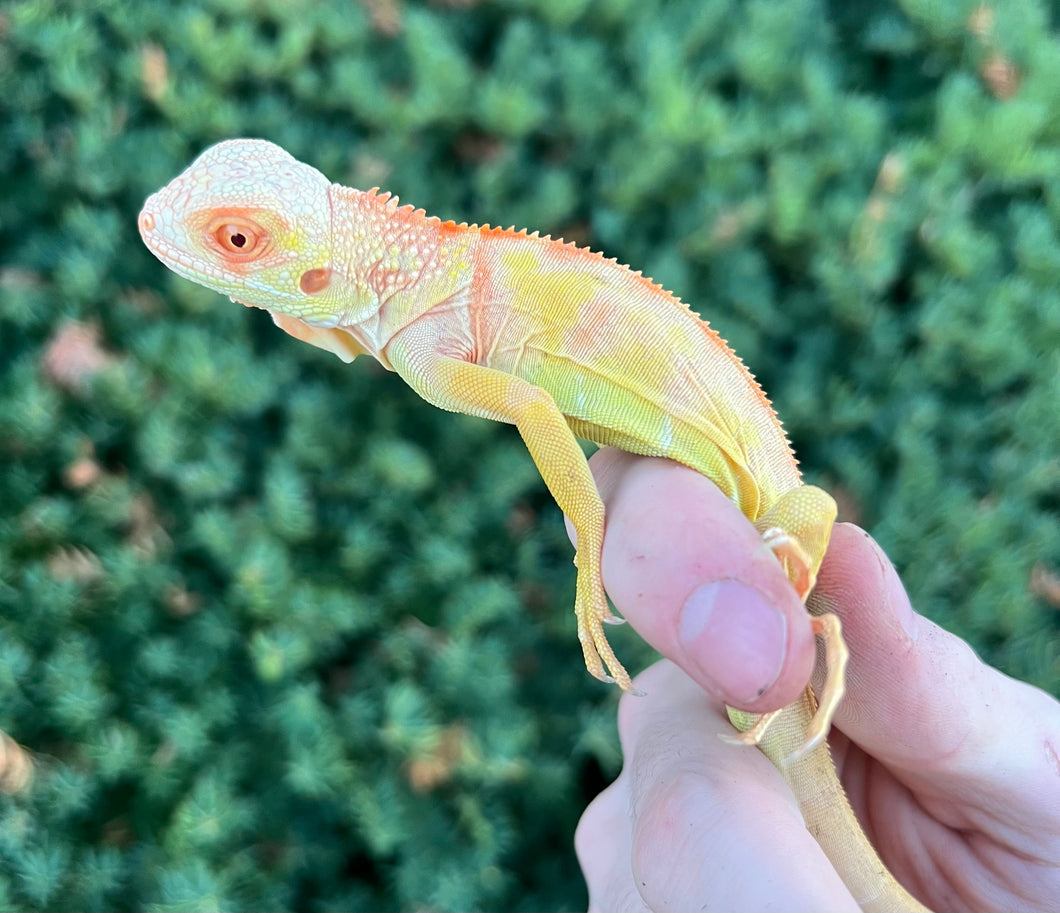 Baby ‘High-Red’ Albino Iguana (2)