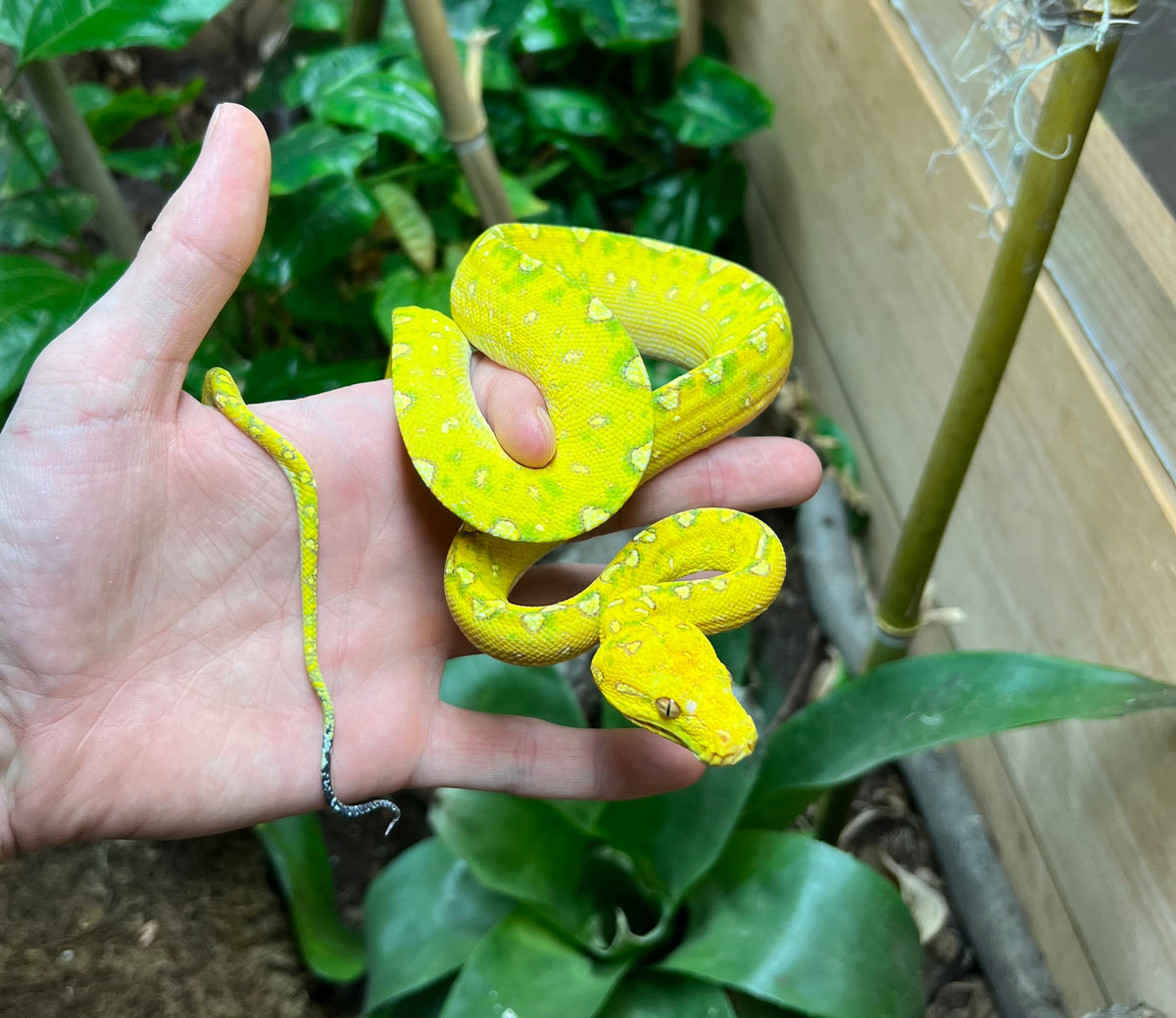 Juvenile Biak Green Tree Python (3) – Scales and Tails of Ohio