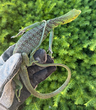 Load image into Gallery viewer, Adult Green Tree Monitor (Male)