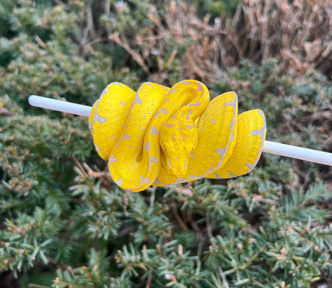 Baby Manokwari Green Tree Python (1)