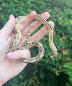 Juvenile Trans Pecos Ratsnake het Albino (Male 4)
