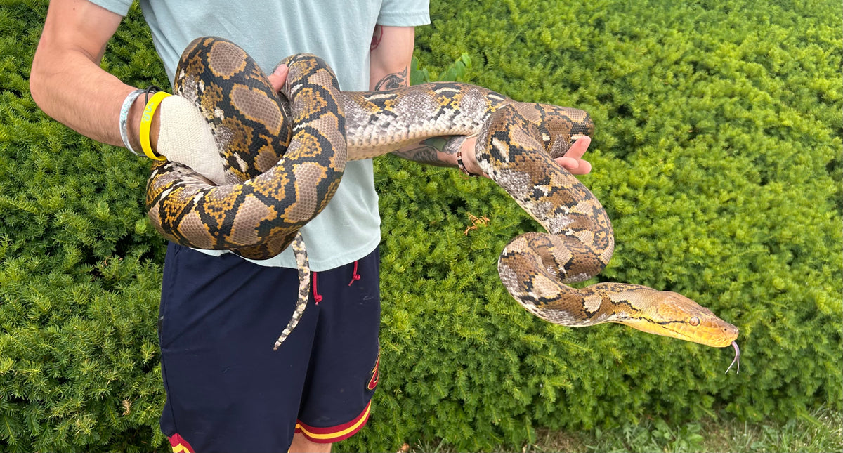 10’ Adult Reticulated Python (Male) – Scales and Tails of Ohio