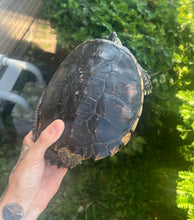 Load image into Gallery viewer, 7” Florida Snapping Turtle
