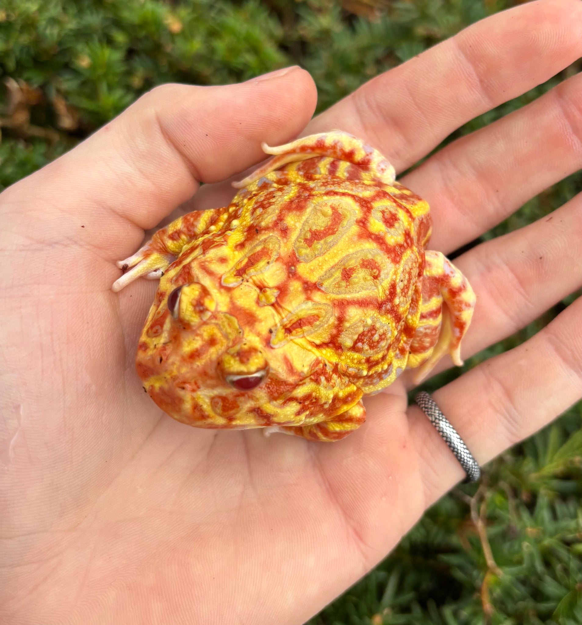 Sub-Adult Pac Man Frog (Male) – Scales and Tails of Ohio