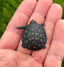 Load image into Gallery viewer, Baby Spotted Turtle (1)
