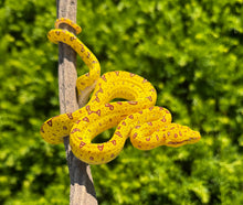 Load image into Gallery viewer, Baby Biak Green Tree Python (1)