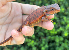Load image into Gallery viewer, Baby ‘High-Red’ 50% Red Monster Bearded Dragon (2)