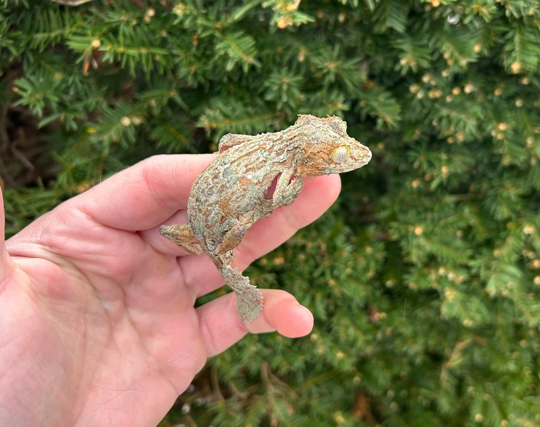 Adult Mossy Leaf-tailed Gecko (Male 2)