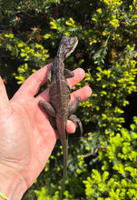 Load image into Gallery viewer, Small Sailfin Dragon (6)