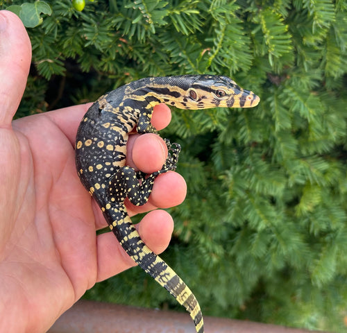 CBB Baby Asian Water Monitor (1)