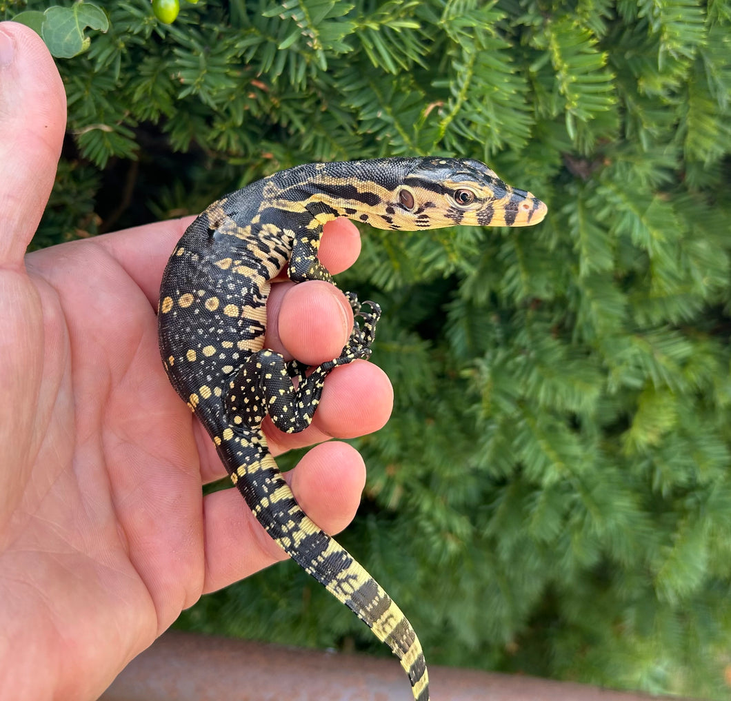 CBB Baby Asian Water Monitor (1)