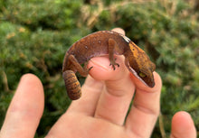 Load image into Gallery viewer, Adult Cat Eyed Gecko (Female 3)