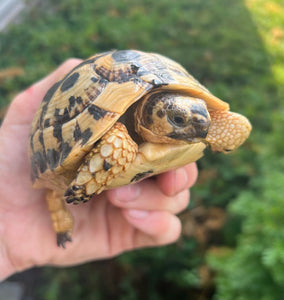 5” Greek Tortoise (1)