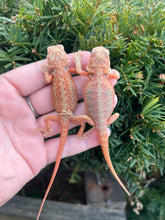 Load image into Gallery viewer, Baby High-Red Bearded Dragon