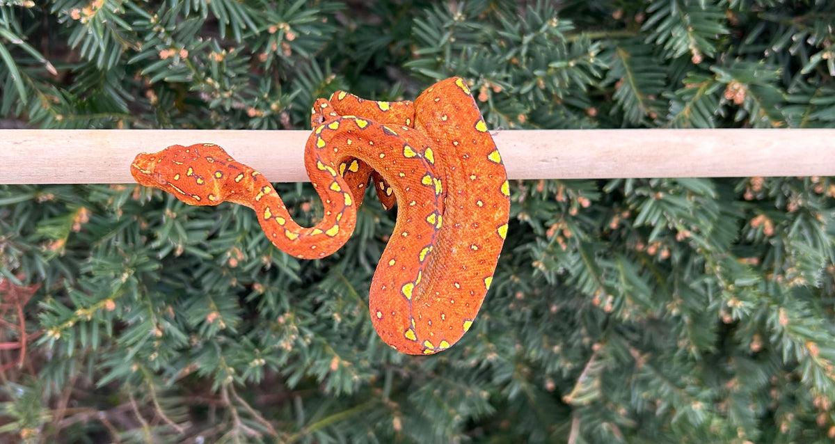 Baby Red/Orange Biak Green Tree Python (3) – Scales and Tails of Ohio