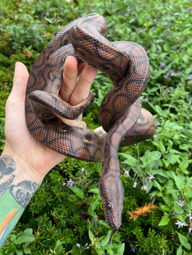 Sub-Adult Brazilian Rainbow Boa (Female 1)