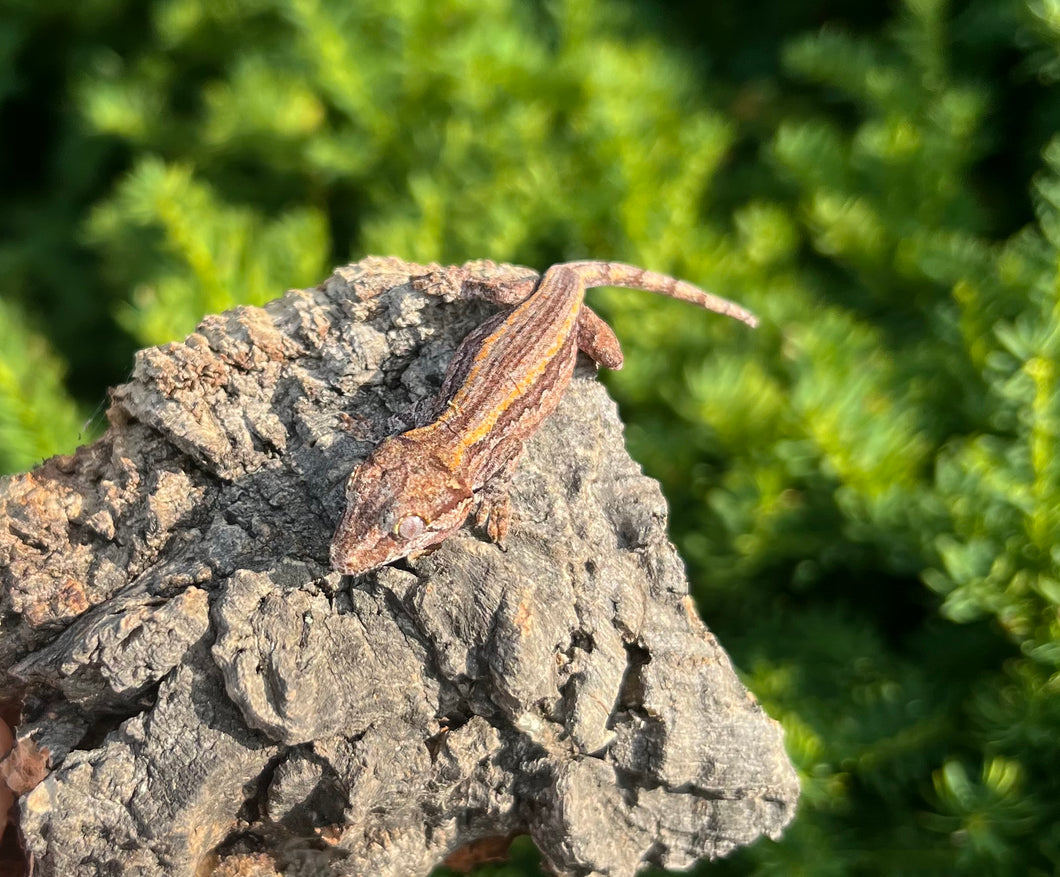 Baby Striped Gargoyle Gecko (1)