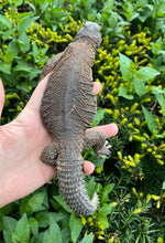 Load image into Gallery viewer, Adult Egyptian Uromastyx (4)