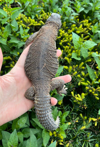 Adult Egyptian Uromastyx (4)