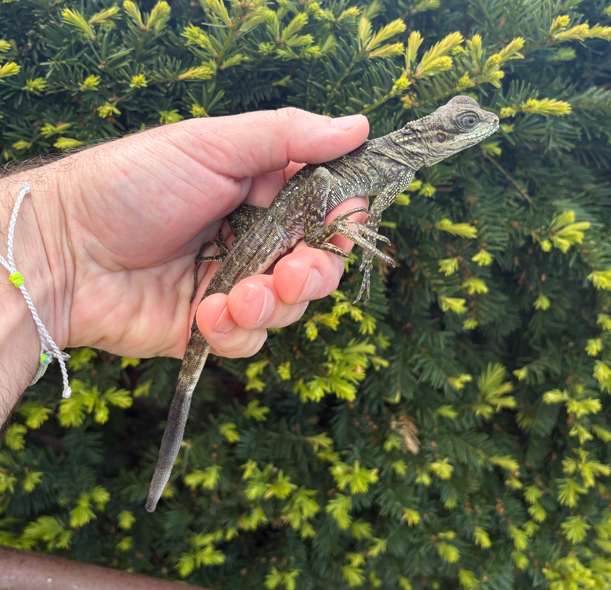 Other Lizards – Scales and Tails of Ohio
