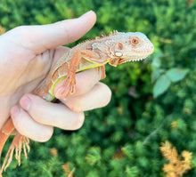 Load image into Gallery viewer, Baby Orange Sunbust Zero Green Iguana (3)