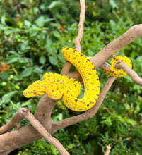 Load image into Gallery viewer, Baby Biak Green Tree Python (1)