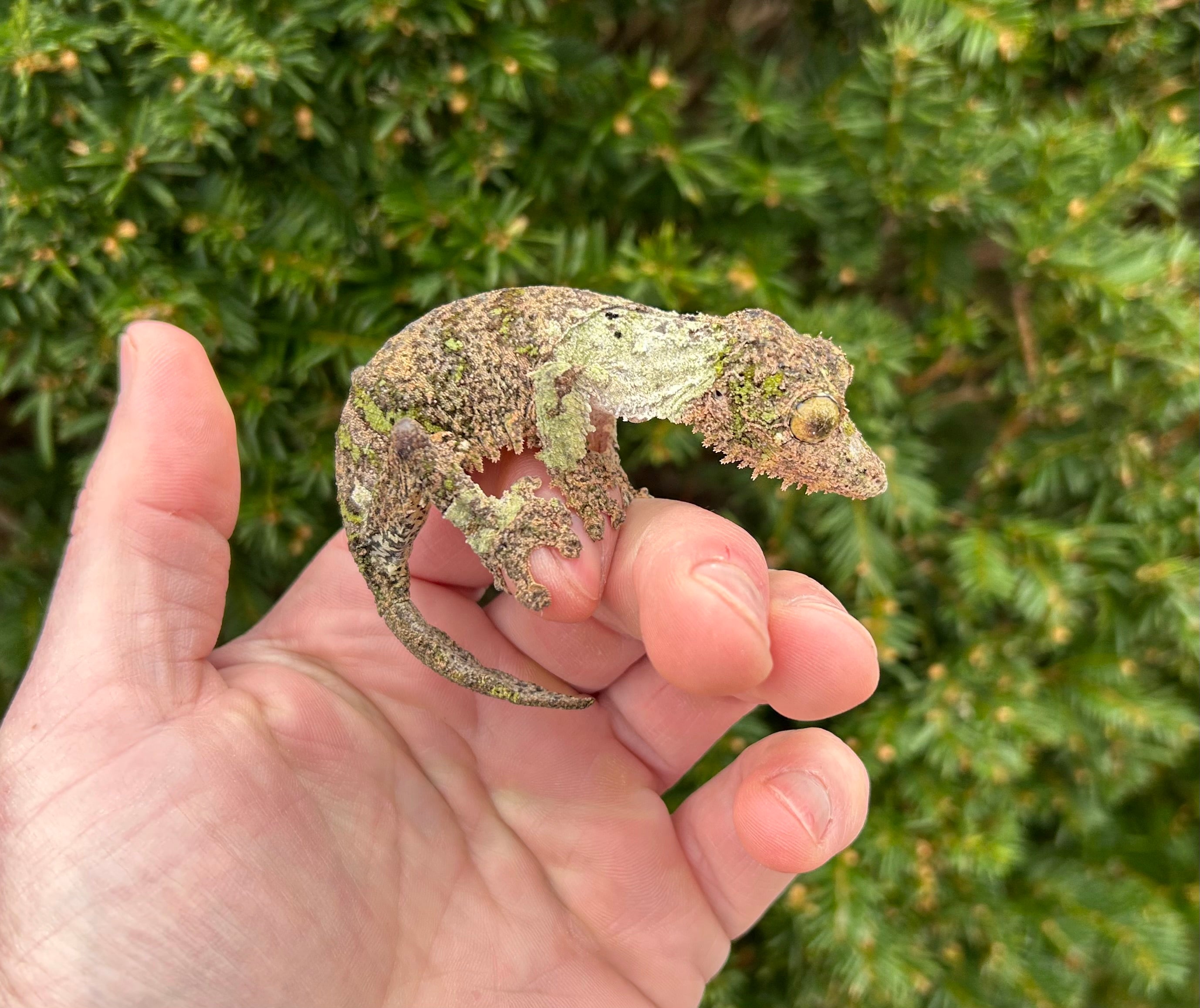 Adult Mossy Leaf-tailed Gecko (Female 1) – Scales and Tails