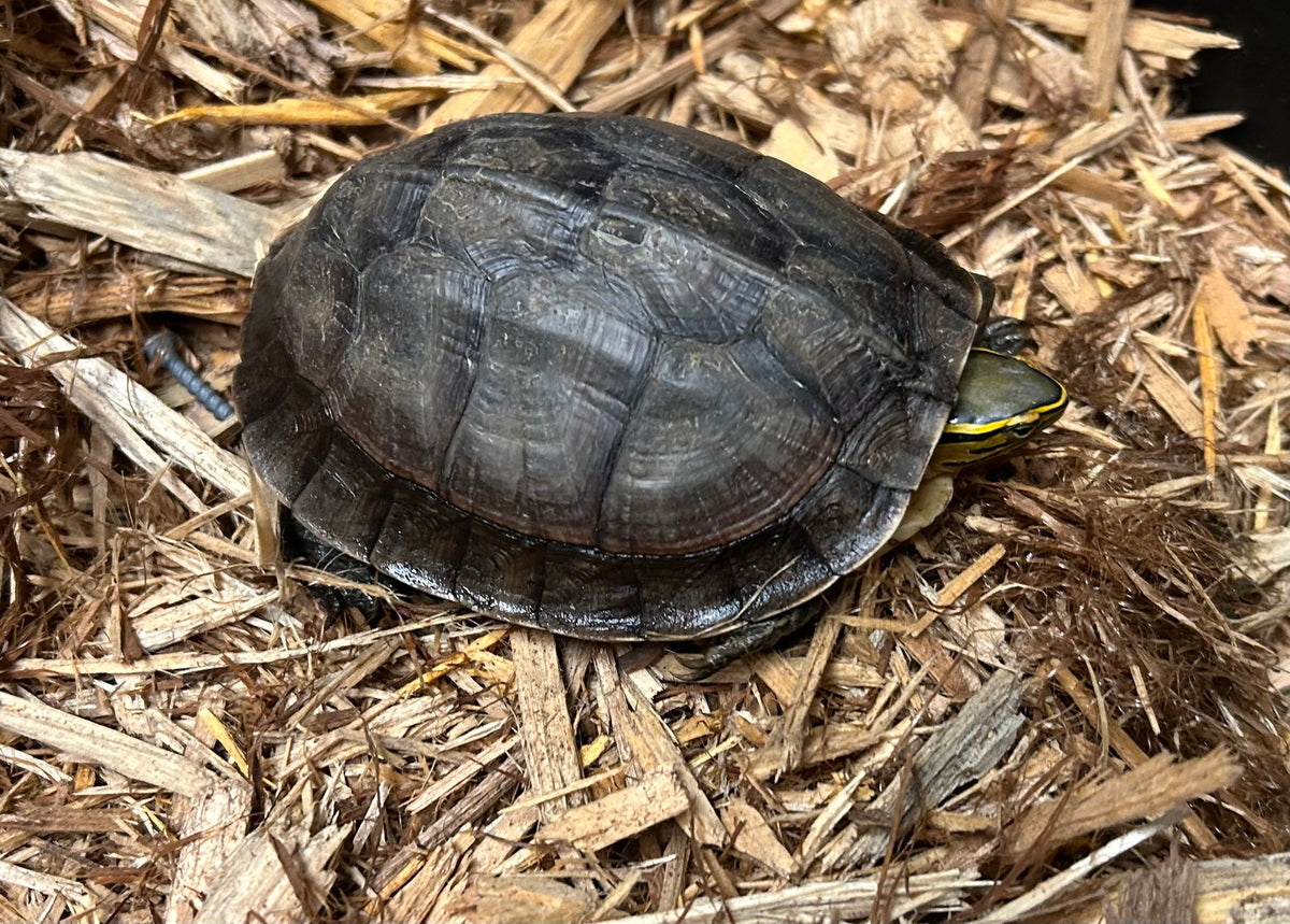 Adult Asian Box Turtle (Male) – Scales and Tails of Ohio