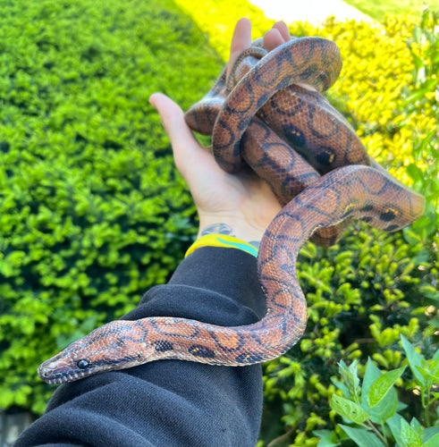 Adult Brazilian Rainbow Boa (Male 1)