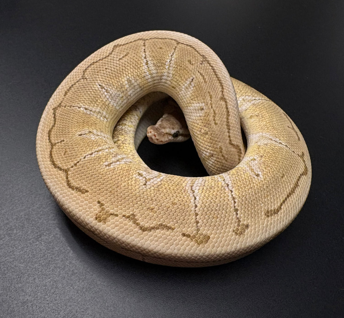 Juvenile Jigsaw Woma Ball Python (Male) – Scales and Tails of Ohio