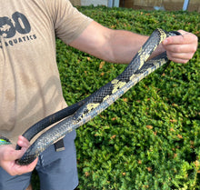 Load image into Gallery viewer, Adult Tiger Ratsnake (Female 1)