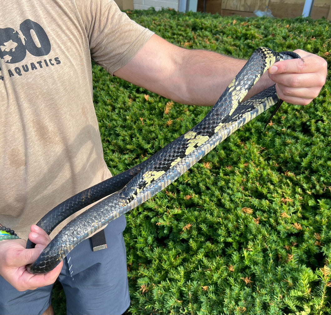 Adult Tiger Ratsnake (Female 1)
