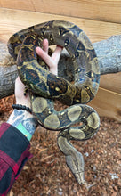 Load image into Gallery viewer, Sub-Adult Boa Constrictor (Male)