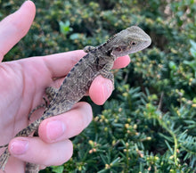 Load image into Gallery viewer, Baby Australian Water Dragon