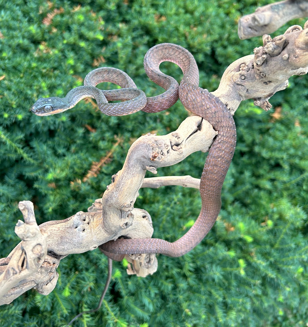 Adult Malaysian Black Headed Cat Snake (Male 1)