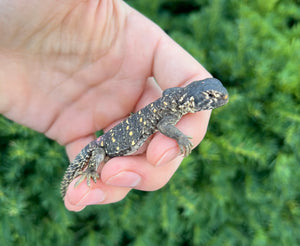 Baby Saudi Arabian Giant Uromastyx (3)