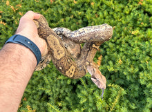 Load image into Gallery viewer, Adult Hog Island Boa (Male)