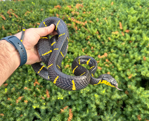 Adult Malaysian Mangrove Snake (Female 1)