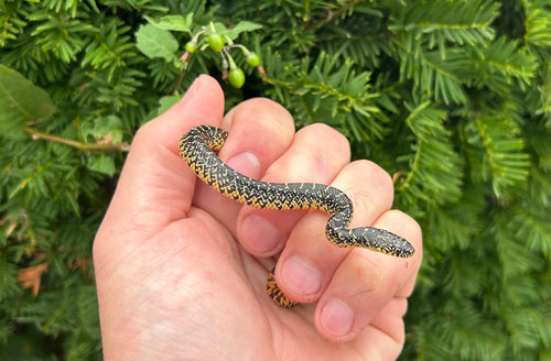 Baby Speckled Kingsnake
