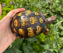 Load image into Gallery viewer, Adult Eastern Box Turtle (Female 2)