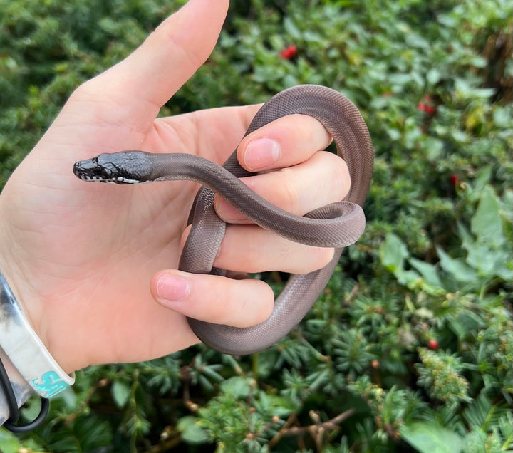 Python Animal Tail Pythons β Scales and Tails of Ohio