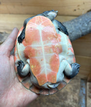 Load image into Gallery viewer, 5” Pink-Bellied Sideneck Turtle 100% het Albino