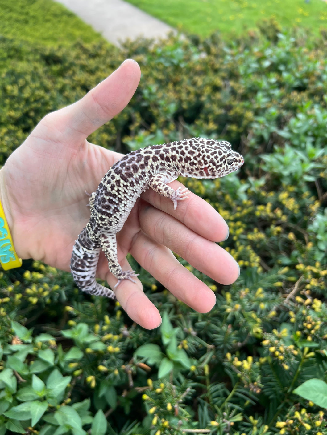 Adult Leopard Gecko