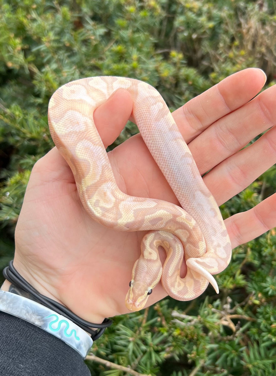 Pastel Calico Ball Python Baby Banana Pastel Calico Ball Python (Male) – Scales and Tails of Ohio