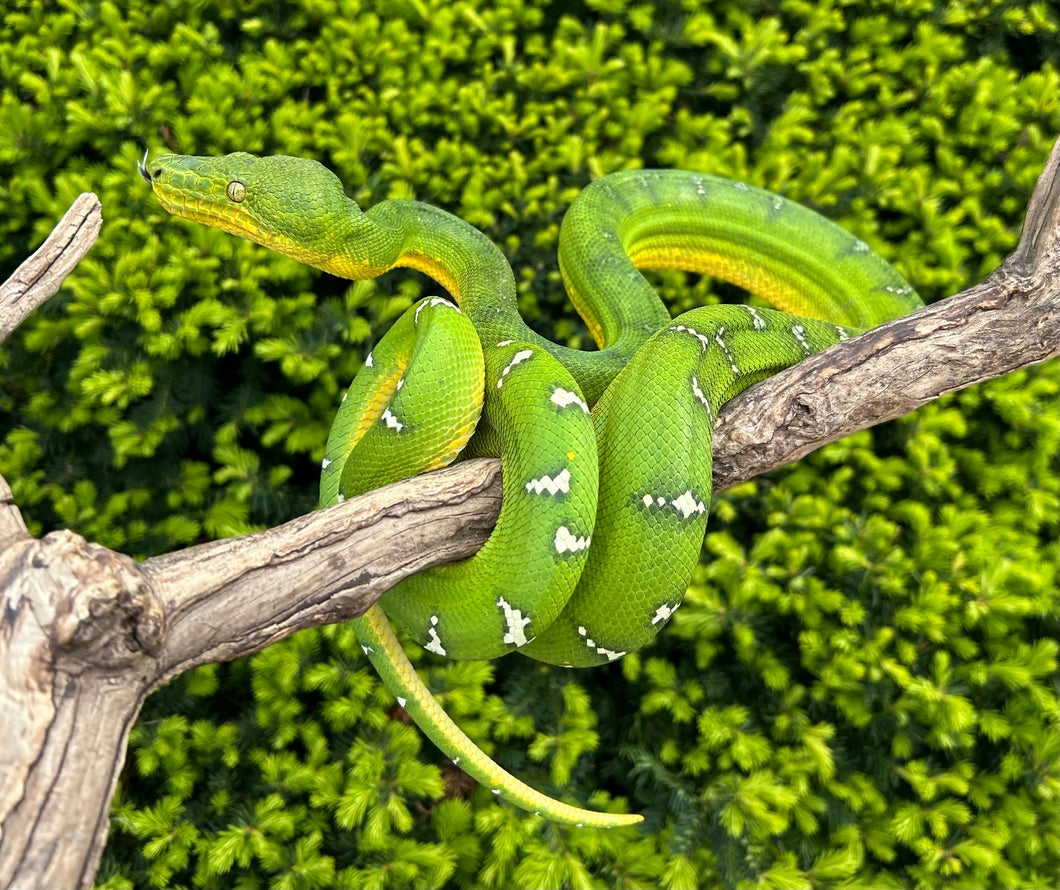 Adult Emerald Tree Boa (Male 1)