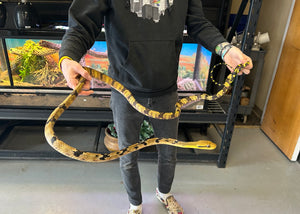 Adult XL Malaysian Dog-Toothed Cat Snake (Male)