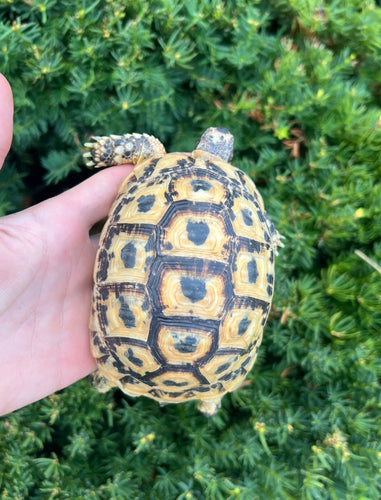 5” Greek Tortoise (Female 2)
