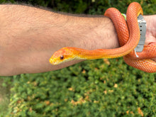 Load image into Gallery viewer, Adult Hypo Everglades Ratsnake (Female 2)